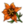 Fleur Orange